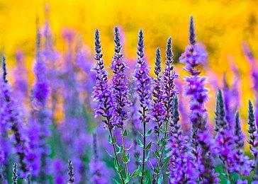 《赛马娘 Pretty Derby 热血喧闹大感谢祭！》2024年8月30日发售！最新预告片同步公开